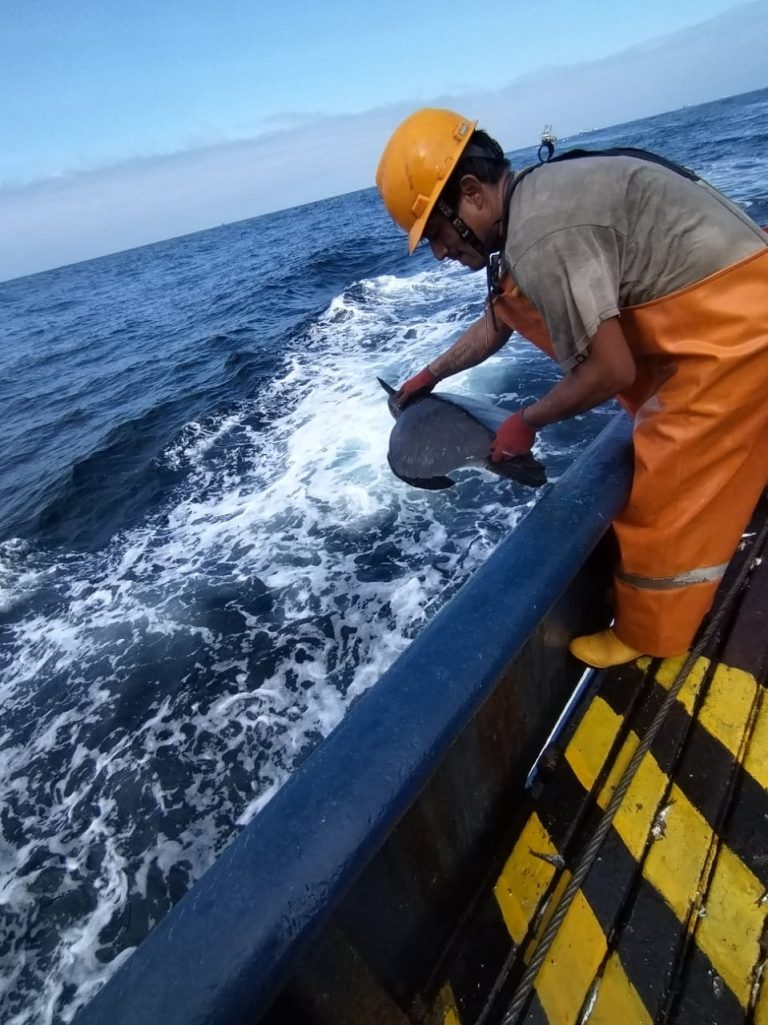 T59_01-11-2023_Tortuga (2)